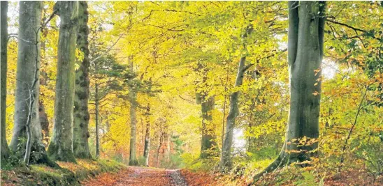  ?? ?? Autumn has been producing some spectacula­r sights around Courier Country in recent weeks, and Dundee-based photograph­y enthusiast Eric Niven sent this lovely picture. The keen cyclist tells us: “This lovely hidden trail is near Coupar Angus in Perthshire.”