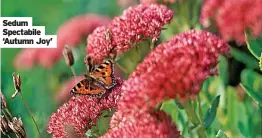  ?? ?? Sedum Spectabile ‘Autumn Joy’