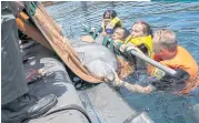  ??  ?? LEFT
People prepare the bottlenose dolphin Dewa to be moved to the Bali Dolphin Sanctuary.