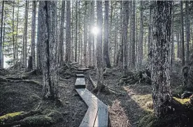  ??  ?? The sun filters through trees and onto the Mt. Dewey trail in downtown Wrangell, Alaska.