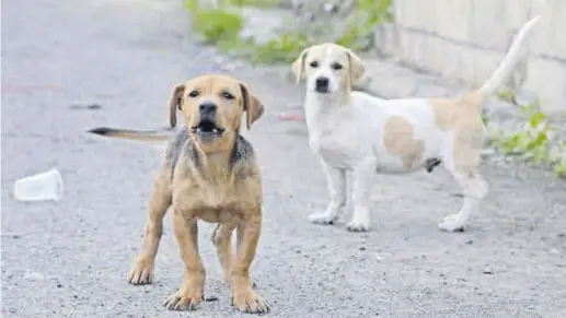  ?? EUROPA PRESS ?? Una imagen habitual ahora y antes Dos perros sueltos en la calle miran al fotógrafo. ▷