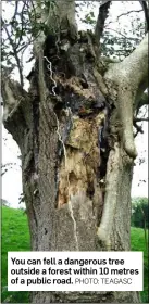  ?? PHOTO: TEAGASC ?? You can fell a dangerous tree outside a forest within 10 metres of a public road.