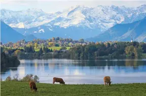  ??  ?? Exklusiv bei den Staffelsee-Wirten: Geschmackv­oll, regional und biologisch – Riegseeoch­sen in der STAFFELSEE-Region bei Murnau