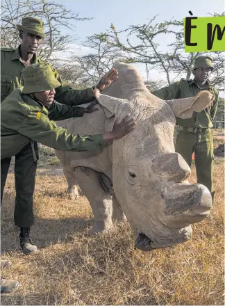  ?? © Ola Jennersten / WWF-Sweden Sudan ?? L’ultimo maschio di rinoceront­e bianco