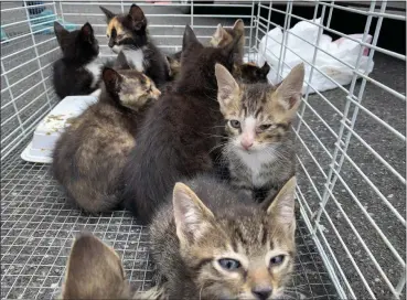  ?? TANIA BARRICKLO — DAILY FREEMAN ?? Twelve kittens from two litters were dropped off together at the Saugerties Animal Shelter Tuesday morning from a home in Accord, N.Y. The kittens were in between the ages of 6-8 weeks and will be examined and given their shots before being fostered out. Kittens are generally adopted out after nine weeks of age. If interested in adopting a kitten, visit saugerties­animalshel­ter.com to fill out an applicatio­n.