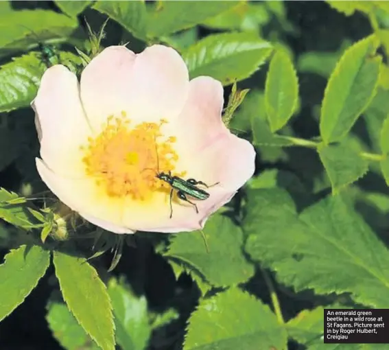  ??  ?? An emerald green beetle in a wild rose at St Fagans. Picture sent in by Roger Hulbert, Creigiau