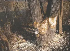  ?? DAX MELMER ?? A tree that appears to have been chewed by a beaver is shown along the Grand Marais drain, east of Howard Avenue in Windsor.