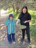  ?? ?? Nuwä elder Merlene Everson and her grandson Connor Flannery, 18, process kuuvuus, an edible spring wildflower also known as Spring Gold.