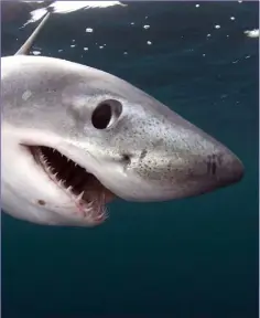  ??  ?? The Porbeagle is a shark on the verge of extinction in Irish waters.