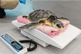  ?? Mystic Aquarium (submitted)/ ?? A young Kemp's ridley sea turtle is weighed at Mystic Aquarium's rehabilita­tion center. The turtle, and 16 others, were found by volunteers on Cape Cod Massachuse­tts cold-stunned and hypothermi­c.