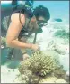  ?? AFP/FILE ?? A diving instructor inspects coral on Australia's Great Barrier Reef.