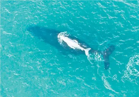  ?? Picture: KYNAN WALL ?? The little white humpback whale with his mum off Lennox Head.