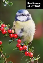  ??  ?? Blue tits enjoy a berry feast