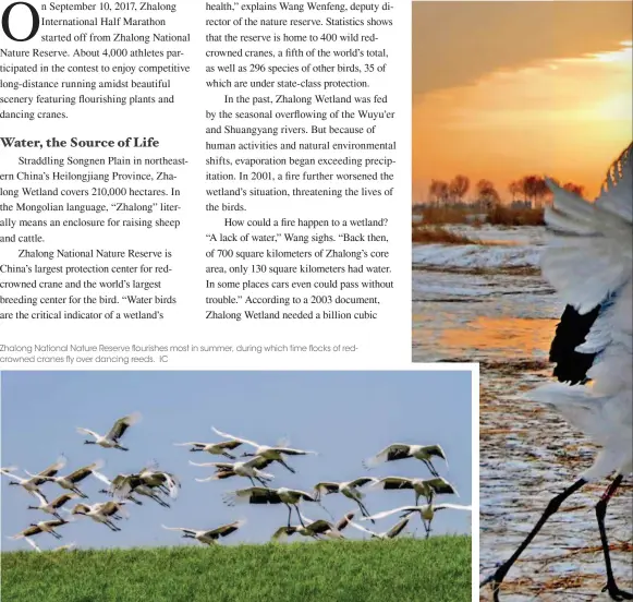  ??  ?? Zhalong National Nature Reserve flourishes most in summer, during which time flocks of redcrowned cranes fly over dancing reeds. IC