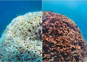  ??  ?? March 2016
The image on the left shows the bleaching of a coral reef at Lizard Island on the Great Barrier Reef. The image on the right, clicked two months later, shows the reef dead