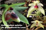  ??  ?? Bulbophyll­um apheles (Dr. MiguelDavi­d De Leon)