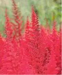  ??  ?? Compact and dense, astilbe ‘Fanal’ makes a dramatic show, with its fiery red intensity.