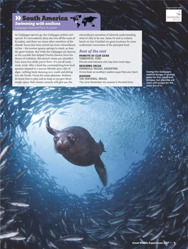  ??  ?? Seeing fins: Galápagos sealions forage in shallow water for fish, squid and octopus, but juveniles will swim with people for the sheer fun of it. Great Wildlife Experience­s 2017