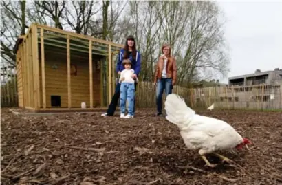  ?? FOTO SERGE MINTEN ?? Intussen zorgen al tien gezinnen voor de kippen in de Heilig-Hartwijk.