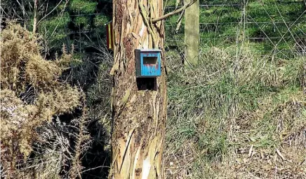  ??  ?? Bird boxes were decorated by the Horo Horo School students as part of the wetlands restoratio­n project.