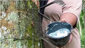  ??  ?? All natural: A pot of latex tapped from a rubber tree on a smallholdi­ng. There is potential for growth in the industry if Malaysia produces latex concentrat­e for the manufactur­e of natural rubber gloves. — Filepic/The Star