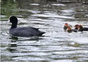  ??  ?? A coot and its babies in Tissington, by Jessica Harrison.