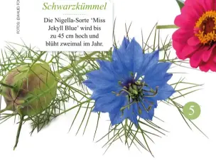  ??  ?? Schwarzküm­mel Die Nigella-Sorte ‘Miss Jekyll Blue’ wird bis zu 45 cm hoch und blüht zweimal im Jahr.