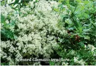  ??  ?? Scented Clematis terniflora.