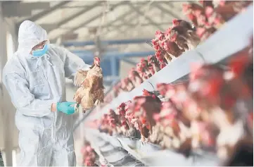  ??  ?? A quarantine researcher checks on a chicken at a poultry farm in Xiangyang, Hubei province, China. — Reuters photo