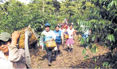  ??  ?? RUBRO. Mujeres y niñas también trabajan en las labores de corte en las fincas hondureñas.