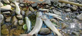  ??  ?? WIPEOUT: Emily Tilling, left, was aghast at sight of dying fish on the Llynfi, above