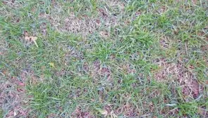  ?? OSU EXTENSION ?? Thinning stands of lawn grasses can be improved with late summer/early fall seeding.