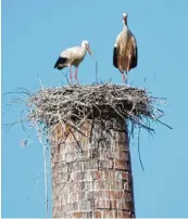  ?? Foto: Georg Wurm ?? Da waren sie noch zu zweit: Vergangene Woche wurde einer der Störche tot auf einer Wiese gefunden.