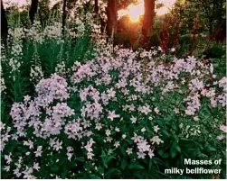  ??  ?? Masses of milky bellflower