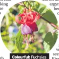  ??  ?? Fuchsias