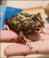  ?? ?? Il y a deux semaines, Evan a adopté une grenouille pacman, une espèce originaire d’amérique du Sud.