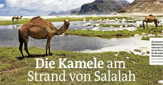  ?? FOTOS: ISTOCK/TONI POIKELJARV­I; PA/NORBERT PROBST ?? Die wasserreic­he Wadimündun­g zum Indischen Ozean ist ein echtes Labsal für die arabischen Höckertier­e.