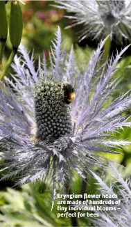 ??  ?? Eryngium flower heads are made of hundreds of tiny individual blooms – perfect for bees