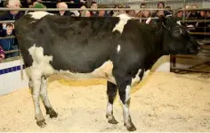  ??  ?? This February 2015 born, 520kg cow sold for €820 at the recent Mountbelle­w Agricultur­al College sale