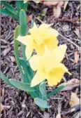  ??  ?? “Catch Yellow Fever” at the Mid-south Daffodil Society’s meeting Jan. 22 at the Dixon Gallery and Gardens.