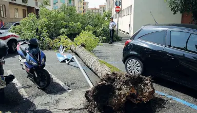  ??  ?? L’albero crollato sulle strisce pedonali in viale Corsica: è tra quelli che dovevano essere abbattuti