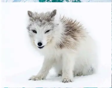  ??  ?? Middle: low numbers of wildlife on Greenland's east coast make this close encounter with an Arctic fox a rare occurrence