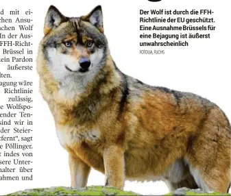  ??  ?? Der Wolf ist durch die Ffhrichtli­nie der EU geschützt. Eine Ausnahme Brüssels für eine Bejagung ist äußerst unwahrsche­inlich
FOTOLIA, FUCHS