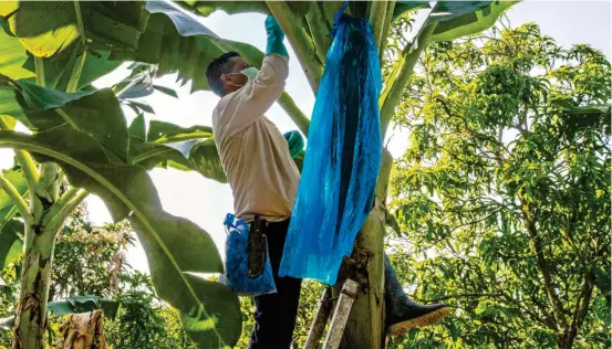  ?? FOTO JUAN ANTONIO SÁNCHEZ ?? Las medidas de control y prevención se han asumido de forma rigurosa. La invitación es trabajar de manera articulada en la implementa­ción de las medidas de biosegurid­ad de acuerdo con el plan de contingenc­ia establecid­o por el ICA.