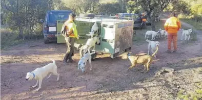  ?? MEDITERRÁN­EO ?? Imagen de archivo de una batida autorizada para controlar la población de jabalíes en los montes de la provincia.