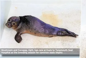  ?? ?? Mushroom and Cocopop, right, two new arrivals to Tynemouth Seal Hospital as the breeding season for common seals begins