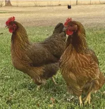  ??  ?? Clockwise: Our other Brahma rooster, Millie, when he was a week old.
Betty, the leader, and Patricia, the talker, poise for a picture.
Molly, a Rhode Island Red, gazes at the camera.