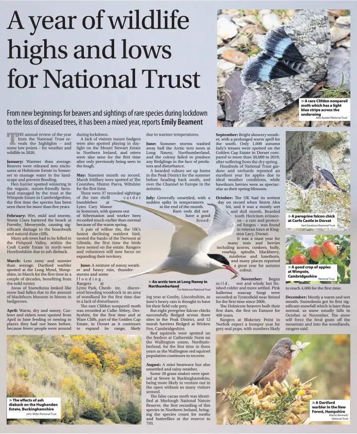  ?? John Miller/National Trust Tim Robinson/National Trust ?? > The effects of ash dieback on the Hughenden Estate, Buckingham­shire
> An arctic tern at Long Nanny in Northumber­land > A rare Clifden nonpareil moth which has a light blue stripe across the underwing
> A peregrine falcon chick at Corfe Castle in Dorset
> A good crop of apples at Wimpole, Cambridges­hire
National Trust
> A Dartford warbler in the New Forest, Hampshire