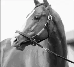  ?? BARBARA D. LIVINGSTON ?? Barbara Banke’s Stonestree­t Stables bought back into Good Magic after he was sold for $1 million at the 2016 Keeneland September sale.