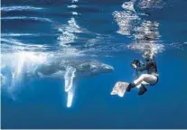  ?? STEVE WOODS PHOTOGRAPH­Y ?? Annie Crawley films a baby humpback whale, featured in the “Oceana” film, in Tonga.